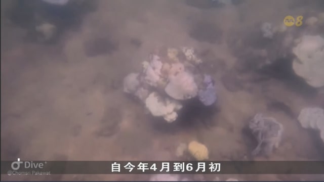 泰国21个国家海洋公园出现大面积珊瑚白化现象