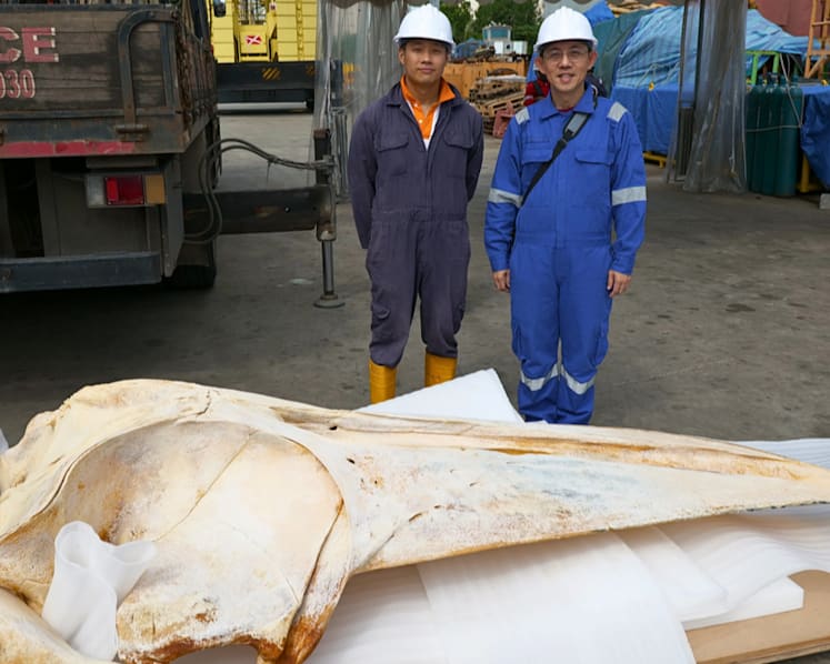 Omura's whale carcass found in Singapore can help scientists unlock mysteries of little-known species