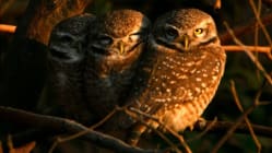 Related article image