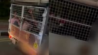 S’poreans Weigh In On Viral Video Showing Migrant Workers In Caged Lorry: “Humanity Sucks In SG”