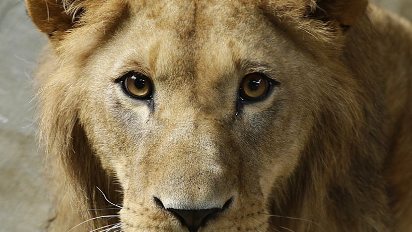 More felines added to Singapore Zoo