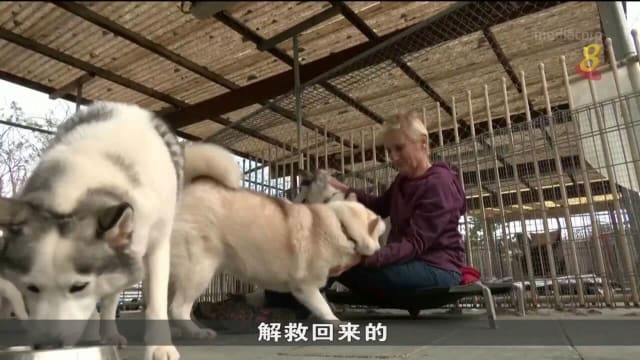 生活成本不断增加 不少澳洲人无力再饲养宠物