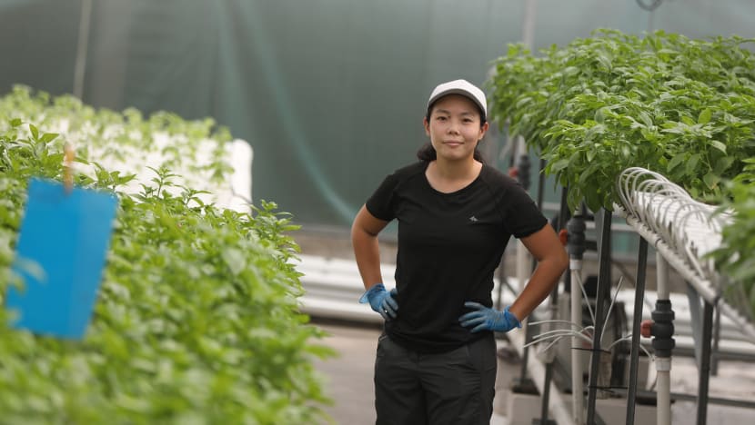 Where the Jobs Are: Shedding image of ‘shorts, boots, floppy hat’, farming sector a pull for youths as S'pore bolsters food security