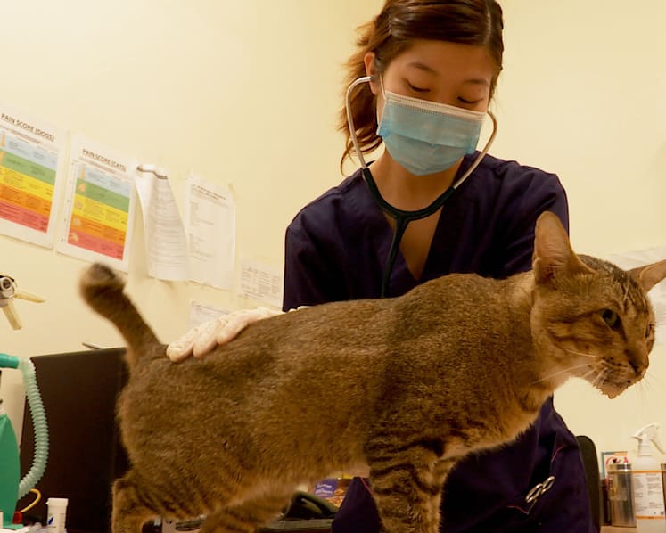 ‘As if they were my own animal’: Vets at SPCA’s clinic set the record straight on euthanasia