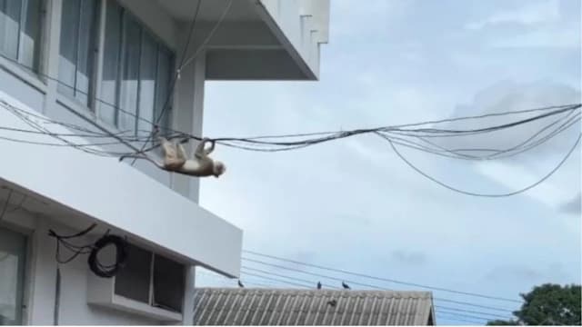 泰国猴子失控大逃亡！数百猴翻车闯民宅警局