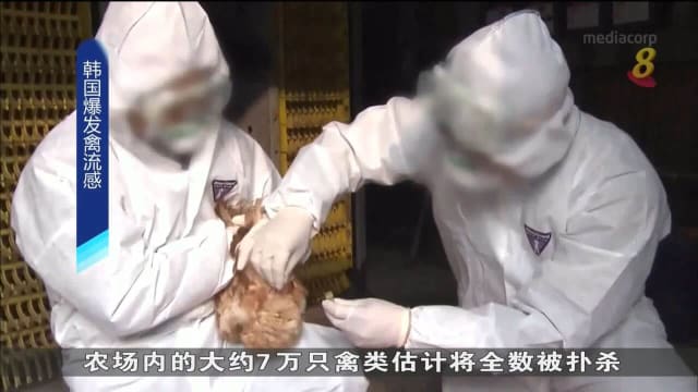 韩国禽养殖场爆发禽流感 两天内600只鸡病死