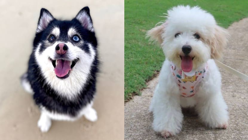 Smaller, 'cuter' dogs gain popularity in Singapore despite potential health risks Smaller, 'cuter' dogs gain popularity in Singapore despite potential health risks