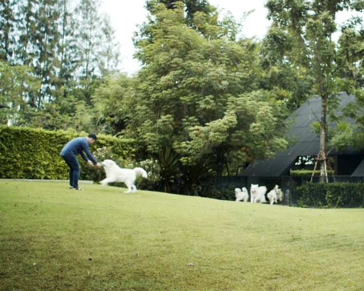 In Thailand, a house built specially for a surgeon’s family and his 14 dogs