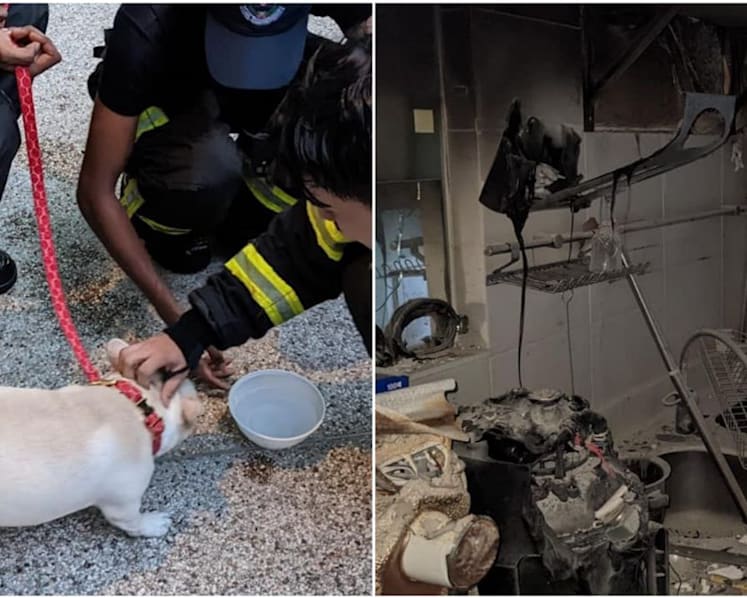 SCDF rescues dog from Compassvale Bow unit following kitchen fire