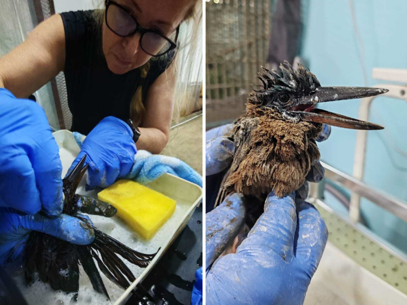 From cleaning birds to beach patrols, volunteers tell what they saw and did after Pasir Panjang Terminal oil spill From cleaning birds to beach patrols, volunteers tell what they saw and did after Pasir Panjang Terminal oil spill