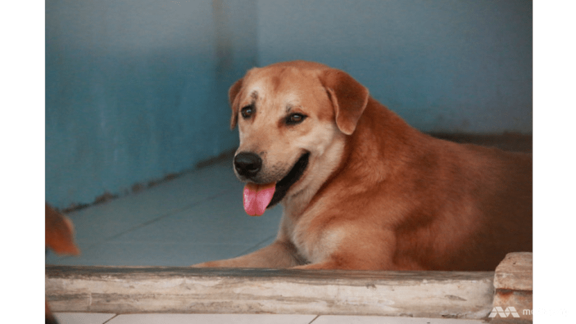 Pets leave huge carbon 'paw-print' on planet, study shows