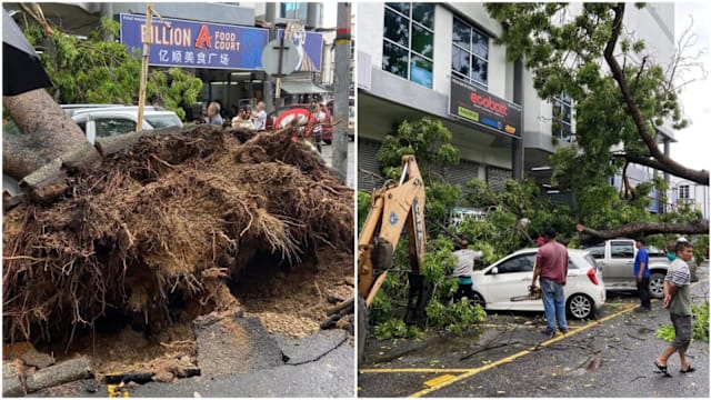马国双溪大年刮强风 大树连根拔起倒塌压毁车辆