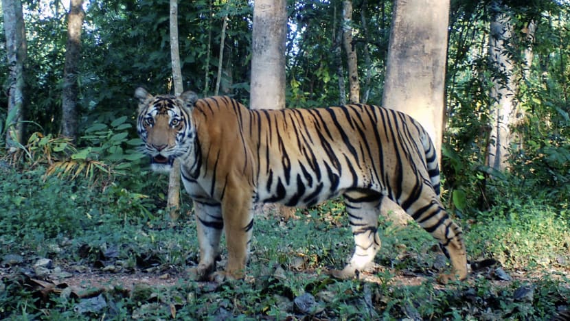 ‘Extremely positive’: Tiger numbers bouncing back in Thailand’s deep wild west ‘Extremely positive’: Tiger numbers bouncing back in Thailand’s deep wild west