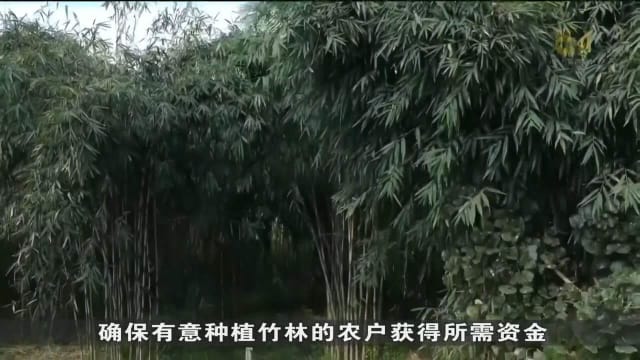 乌干达看准竹子产品经济效益 大力推动农户加入种竹行列