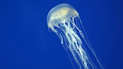 Related article image