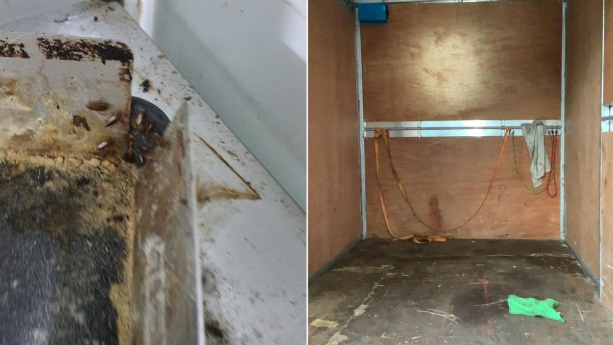 Bakery firm iBread gets S$7,000 fine for 'massive' cockroach ...