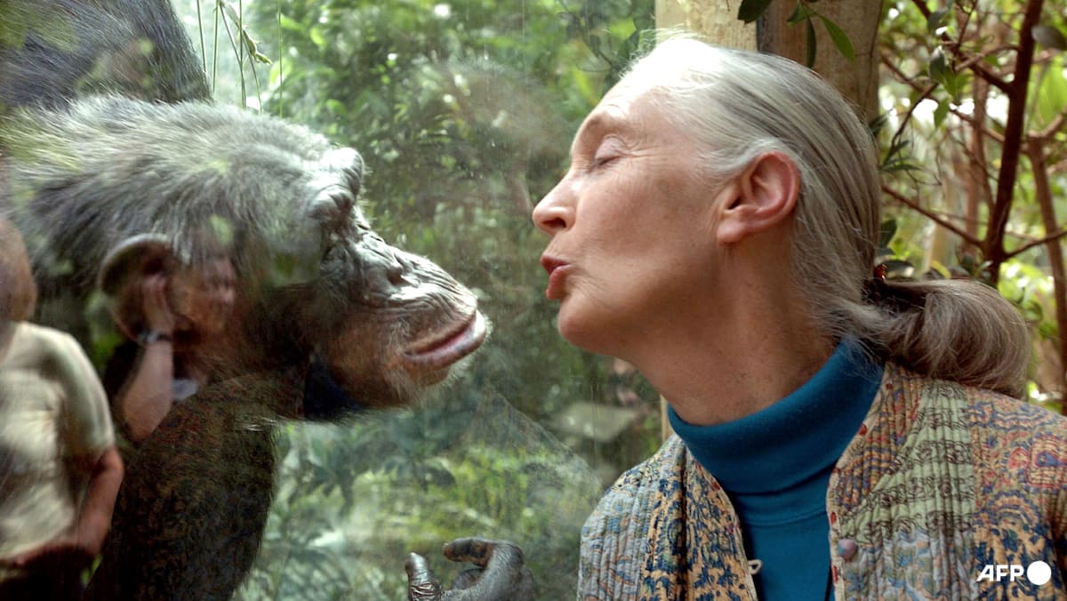 Jane Goodall: Five things about the life and legacy of the world's chimpanzee expert - CNA