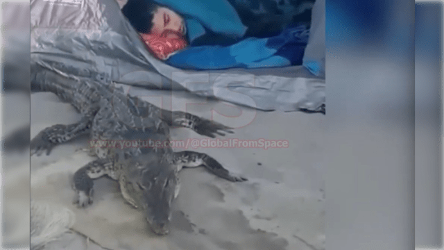 墨西哥海边露营  鳄鱼疑在男子旁睡了一夜