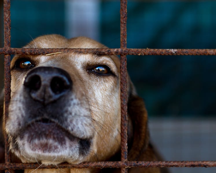 Commentary: What should you do if you suspect your neighbour is neglecting their pet?