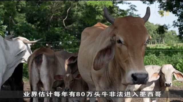 螺旋蝇蛆病卷土重来 美国养牛业面临危机