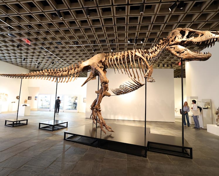 Commentary: What science loses when T rex becomes a trophy