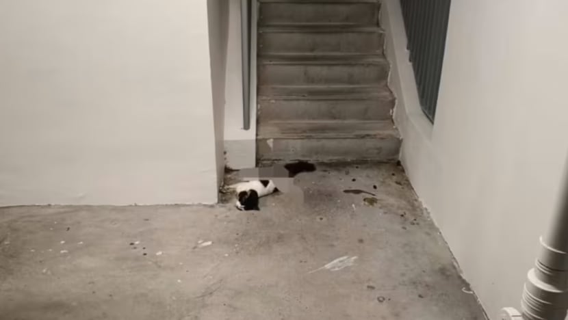 NParks jalankan siasatan selepas kucing ditemui mati di Yishun dengan kaki tidak dalam keadaan sempurna