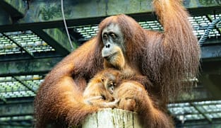 Visitors to Singapore Zoo can now see 2-month-old orangutan Ayaan, who was delivered via caesarean section