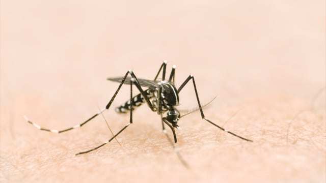 本地的骨痛热症病例回弹 并再次破百