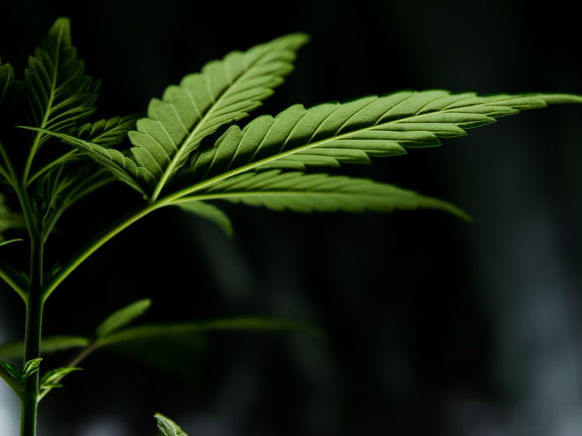 Derek Koh Kai Sheng pleaded guilty to a charge each of trafficking cannabis, possessing the hallucinogen lysergide — also known as LSD — and keeping utensils meant for drug consumption.