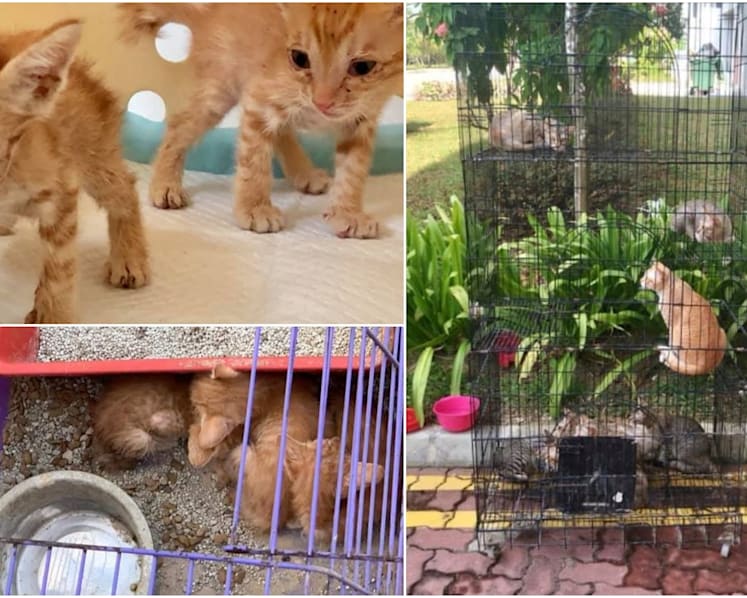 S$4,000 fine for woman who abandoned 16 cats at Punggol HDB block