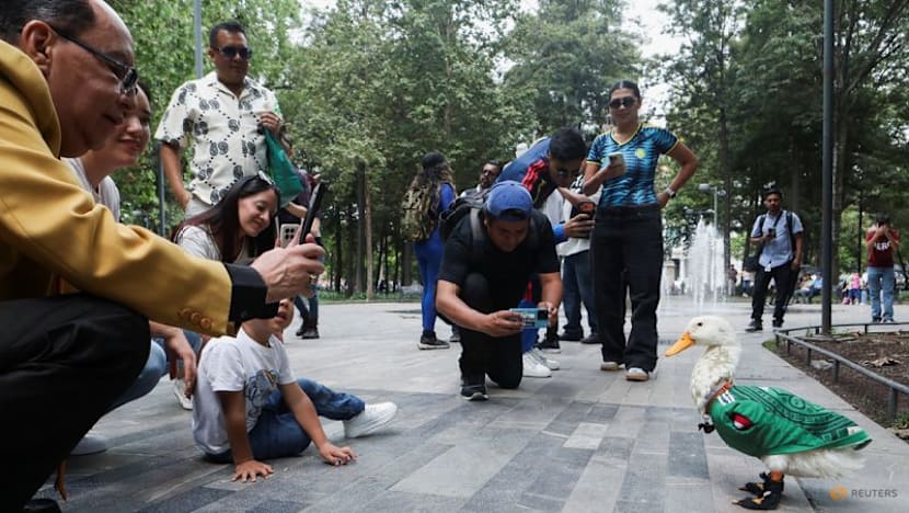 Merlin the duck: From Mexico City streets to World Cup stardom