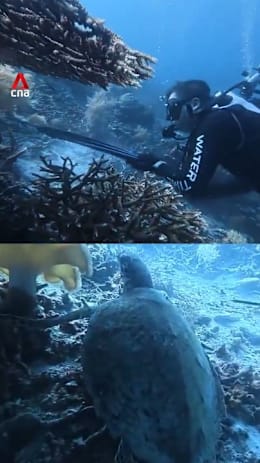 Chinese diving instructor arrested after allegedly killing, eating sea turtle in Indonesia