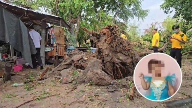 暴风雨吹倒大树酿祸！泰国三岁女童生日成忌日 