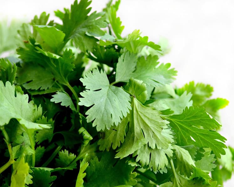 Man fined for importing more than 450kg of coriander without proper permit