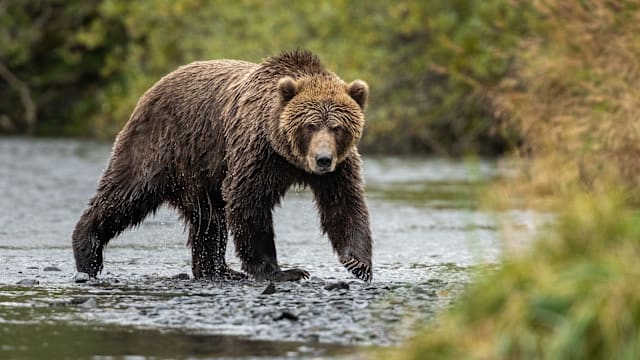 加拿大发生熊攻击人事件 三孩童和一名成人受重伤
