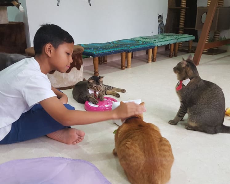 Ahead of closure, The Cat Museum launches campaign to raise S$1m