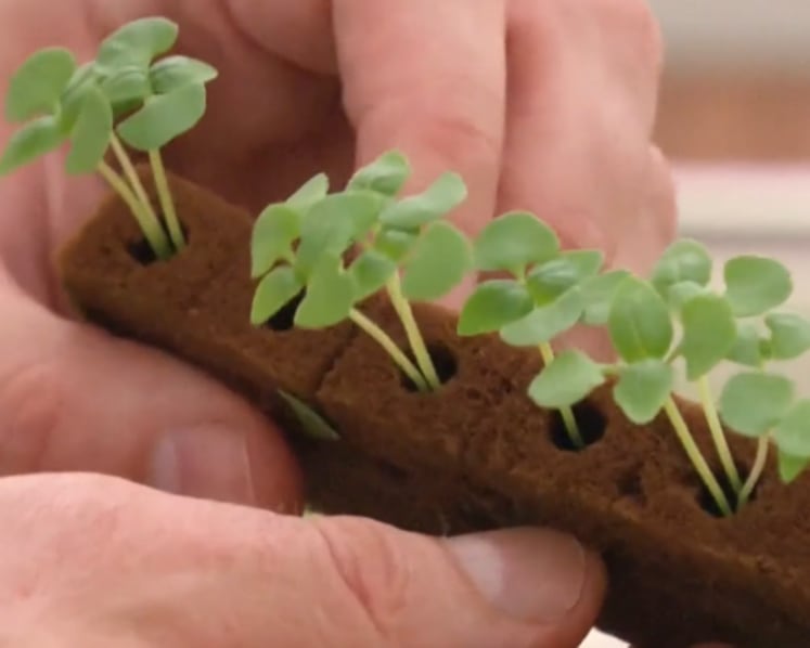 Dutch agritech innovations may hold answers to Singapore's food security future