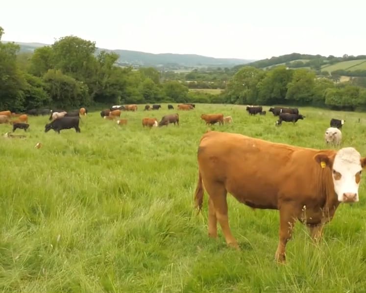 Growing concern among UK farmers of competition from cheaper, lower quality imports under new trade deal