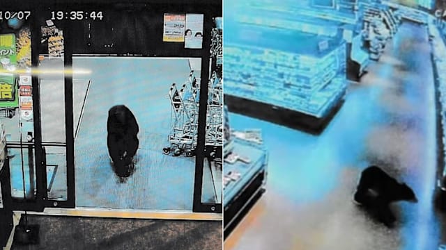 日本黑熊闯入超市乱窜 扑倒顾客导致两人受伤