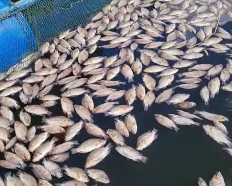 Mass fish deaths in West Sumatra’s Lake Maninjau point to extreme weather and overfishing