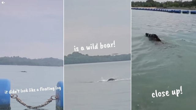 开船惊遇“鳄鱼”渡海游 原来是野猪正在长距泳