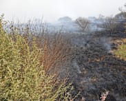 Residents evacuate as Belgium wildfire scorches 1,600 hectares