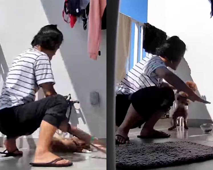 Maid, 25, charged with cruel abuse of employer's dog which later died