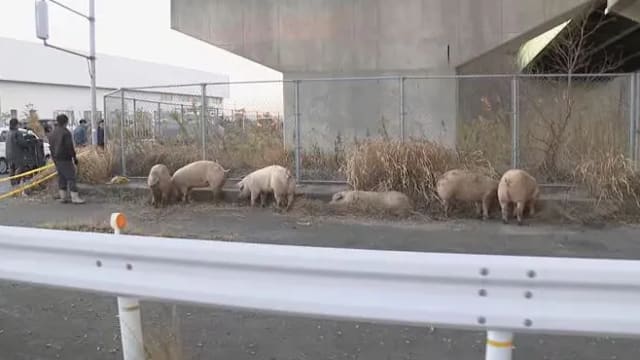 日本14只猪“跳车” 警方封路约三小时内全数抓回
