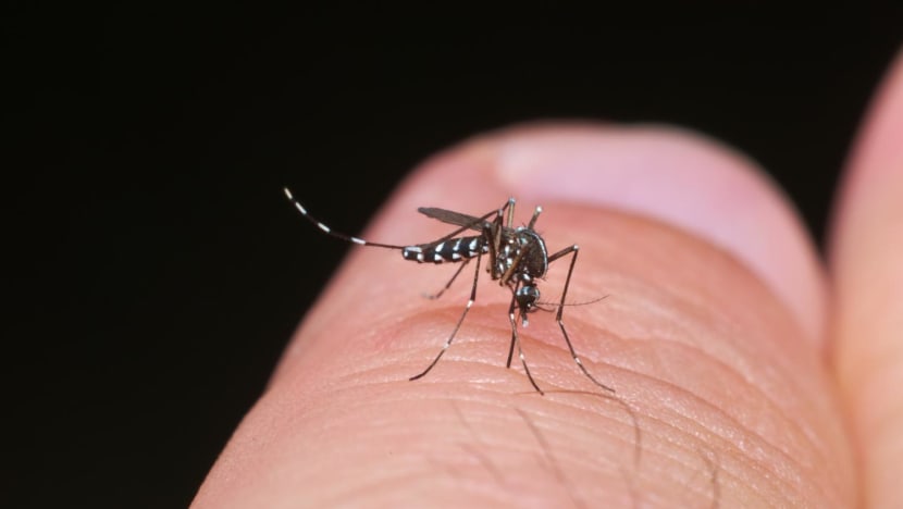 'A big concern', says NEA as dengue infections more than double compared to December