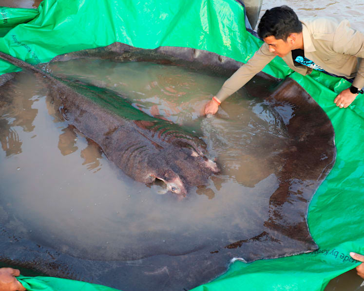 World's largest recorded freshwater fish, a 300kg stingray, found in Cambodia
