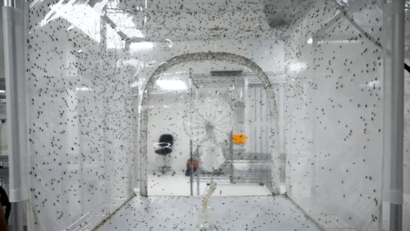 Risk of dengue remains high with over 100 cases weekly; production of Wolbachia-Aedes mosquitoes automated