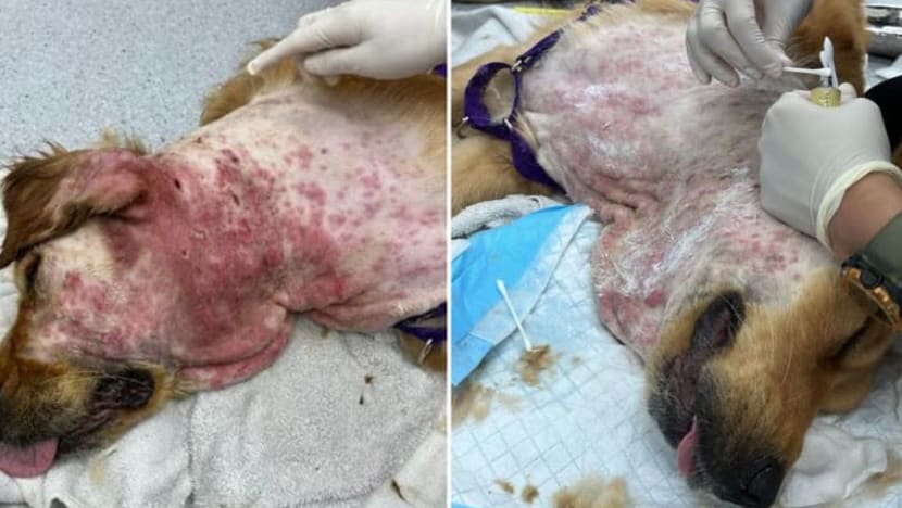 AVS siasat kes dipercayai penganiayaan haiwan selepas anjing alami radang kulit akibat pakai e-kolar