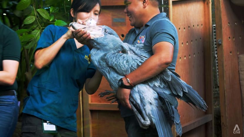 Behind the scenes: How Singapore's bird park is moving 3,500 animals to their new home Behind the scenes: How Singapore's bird park is moving 3,500 animals to their new home