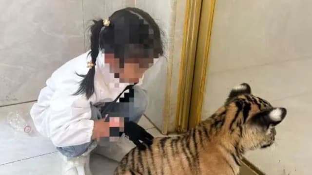 中国小女孩右腿被小老虎咬 需打五针狂犬疫苗